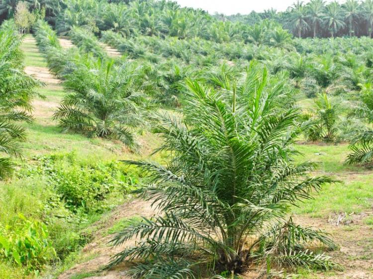 Kebun Sawit Produktif di Dumai