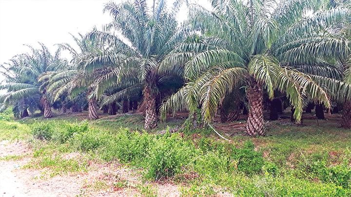 Kebun Sawit Muda di Bengkalis