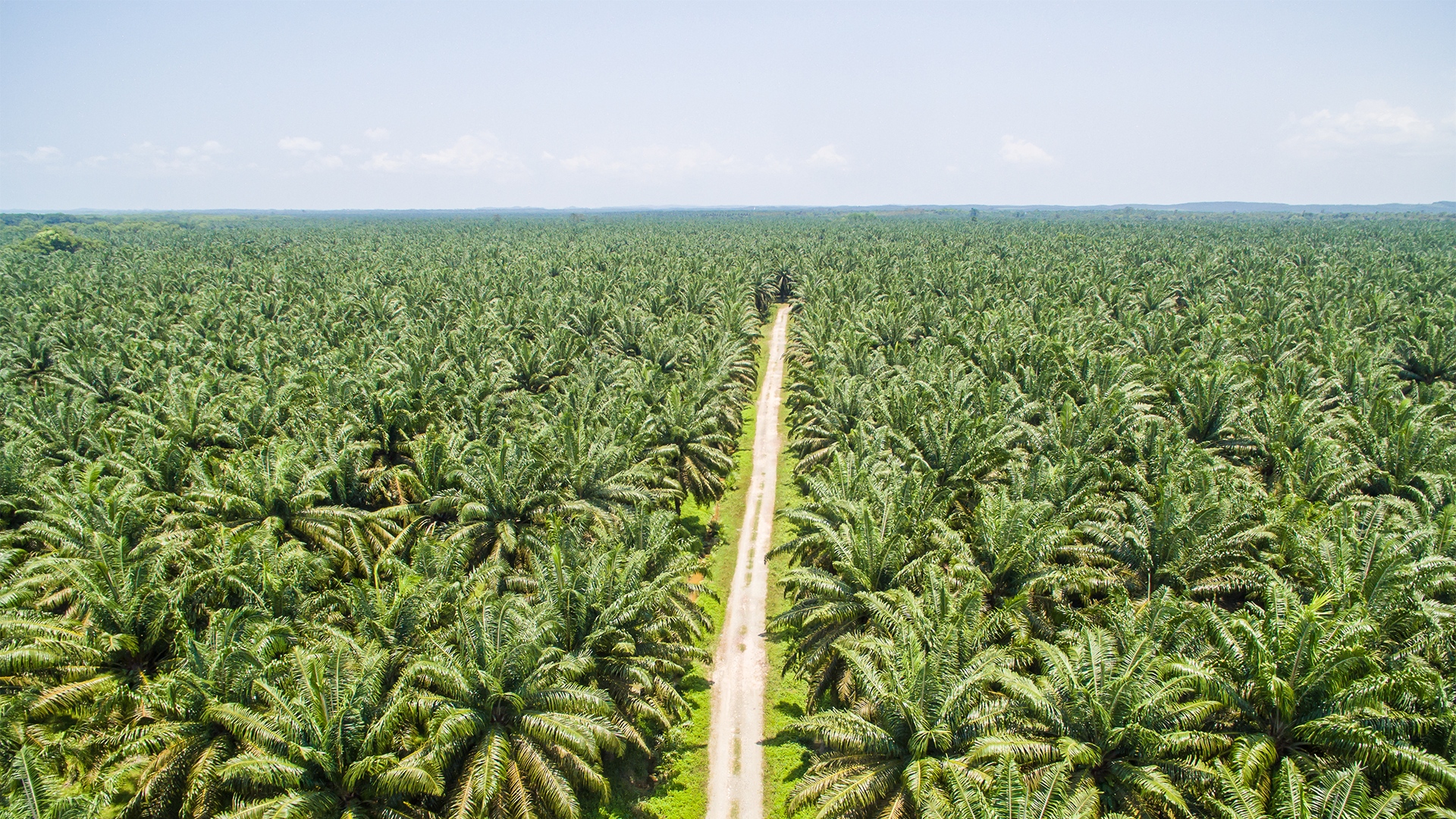 Kebun Sawit di Kuantan Singingi