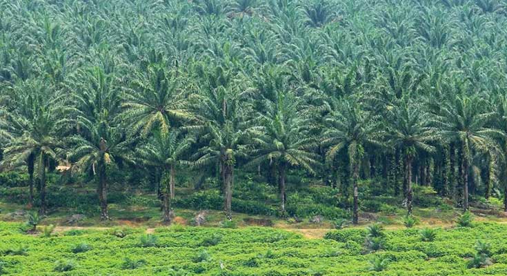 Lahan Sawit Produktif di Indragiri Hulu