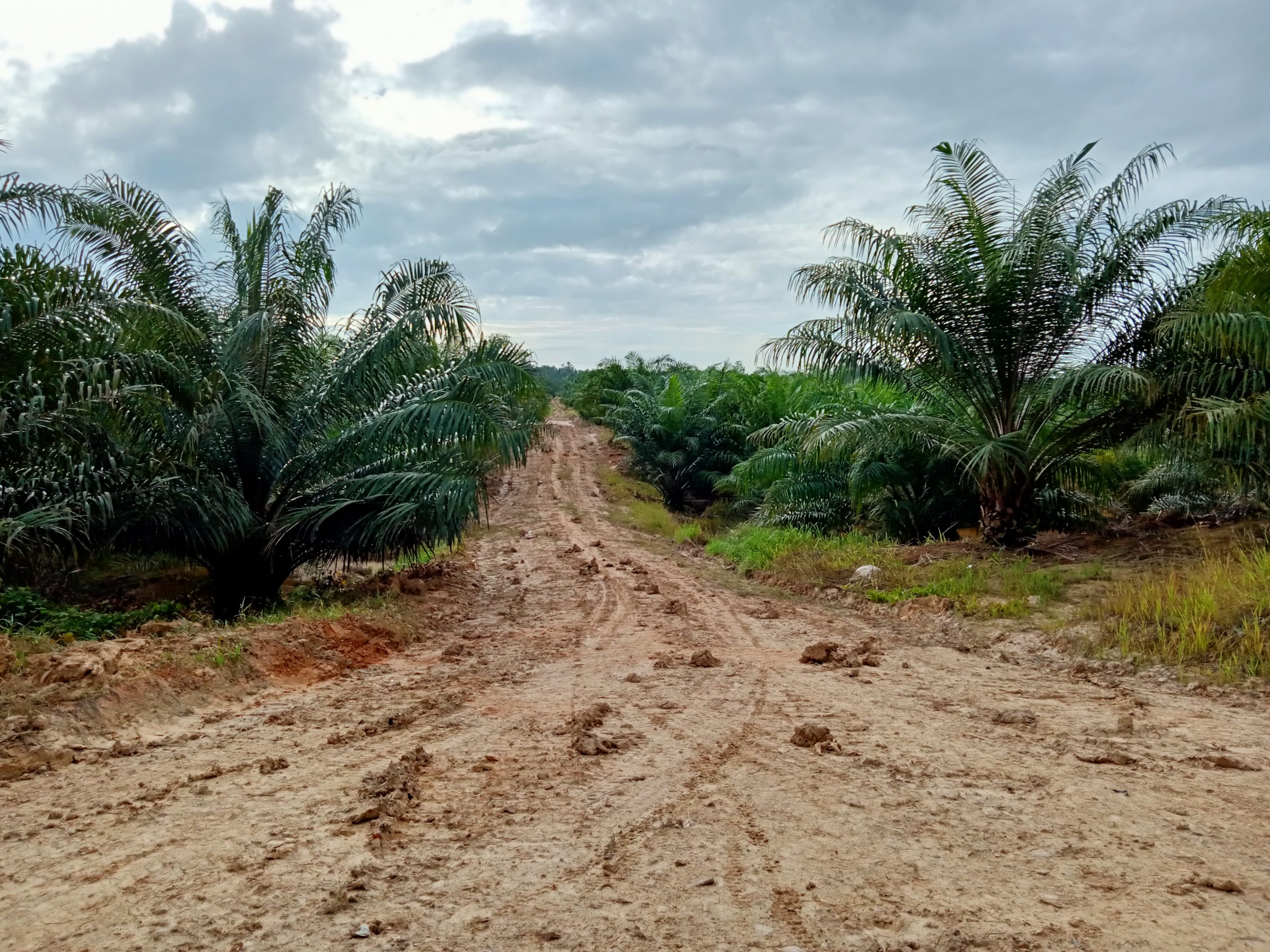 Lahan Sawit Luas di Siak