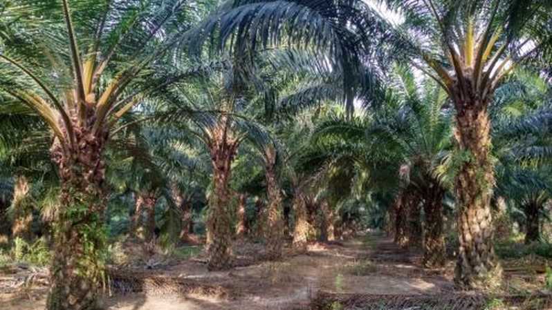 Kebun Sawit di Kuantan Singingi