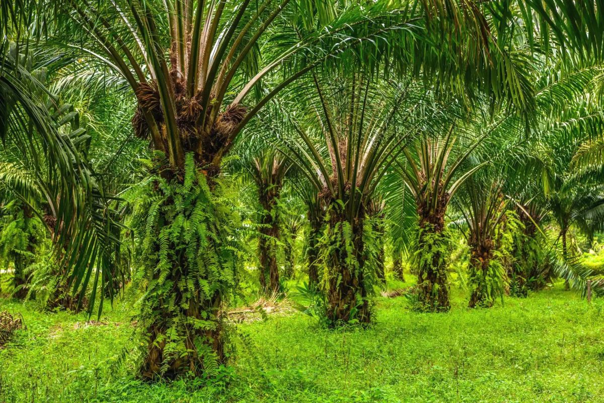 Palm Oil Plantation